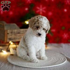 Tina, Miniature Poodle Puppy